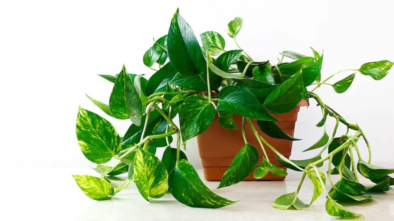 मनी प्लांट को हरा-भरा रखने के लिए हफ्ते में जरूर करें ये काम, चमकदार बनी रहेंगी पत्तियां
