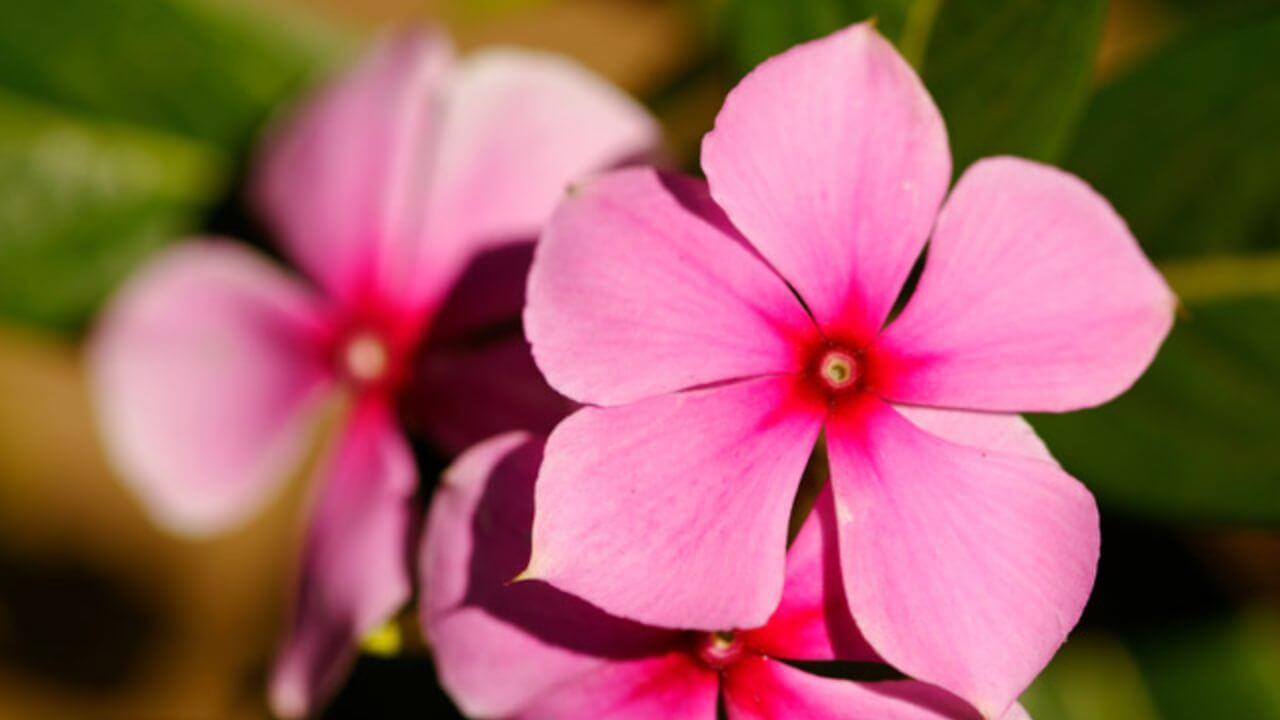 सदाबहार के पौधे में नहीं खिल रहे फूल? इस फल के छिलके से तैयार करें खाद और देखें चमत्कार