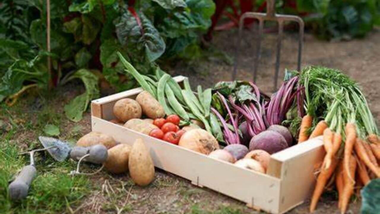 घर पर उगाएं सर्दियों में पसंद की जाने वाली ये 3 सब्जियां, स्वाद और सेहत दोनों का रखें ध्यान
