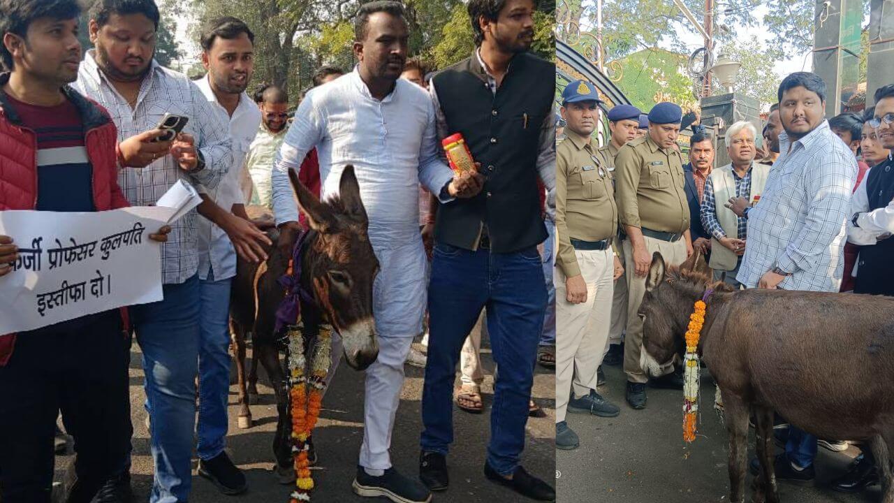 जबलपुर में कुलपति की नियुक्ति को लेकर NSUI का अनोखा प्रदर्शन, गधे को खिलाया च्यवनप्राश