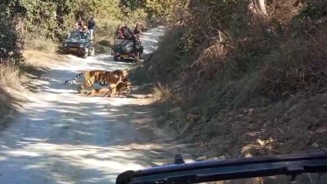 पन्ना टाइगर रिजर्व में हिरण का शिकार करते दिखी बाघिन, लोगों ने लम्हे को अपने कैमरे में किया कैद