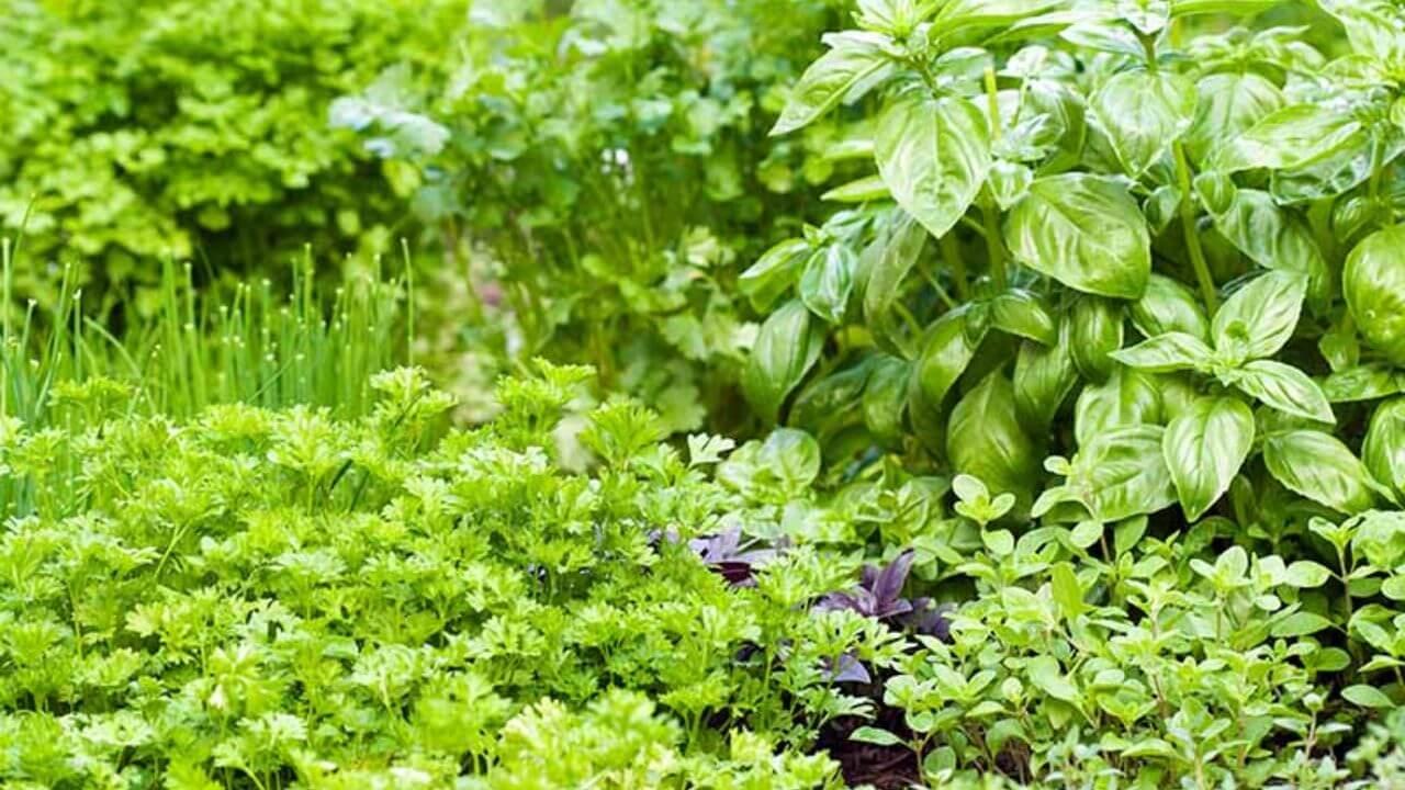 क्या हर्ब्स के लिए फर्टिलाइजर वाकई खतरनाक है? फिर क्या करें