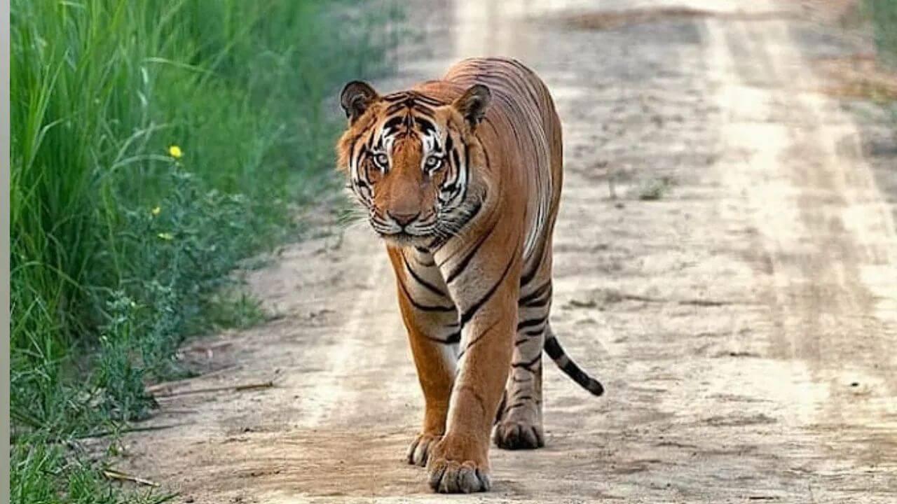 उमरिया जिले में बाघ के हमले से चरवाहा घायल, इलाज जारी, ग्रामीणों में दहशत