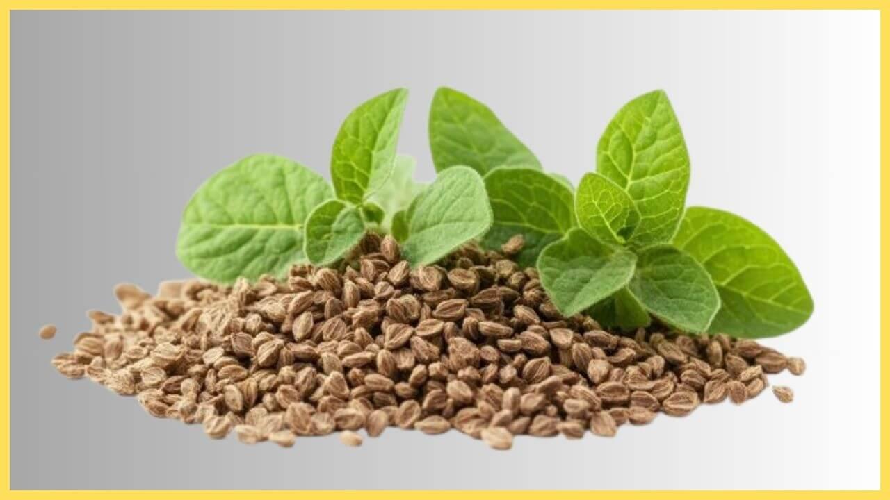 सेहत के लिए वरदान हैं अजवाइन के पत्ते, फायदे जानकर हो जाएंगे हैरान, इन 3 तरीकों से करें इस्तेमाल 