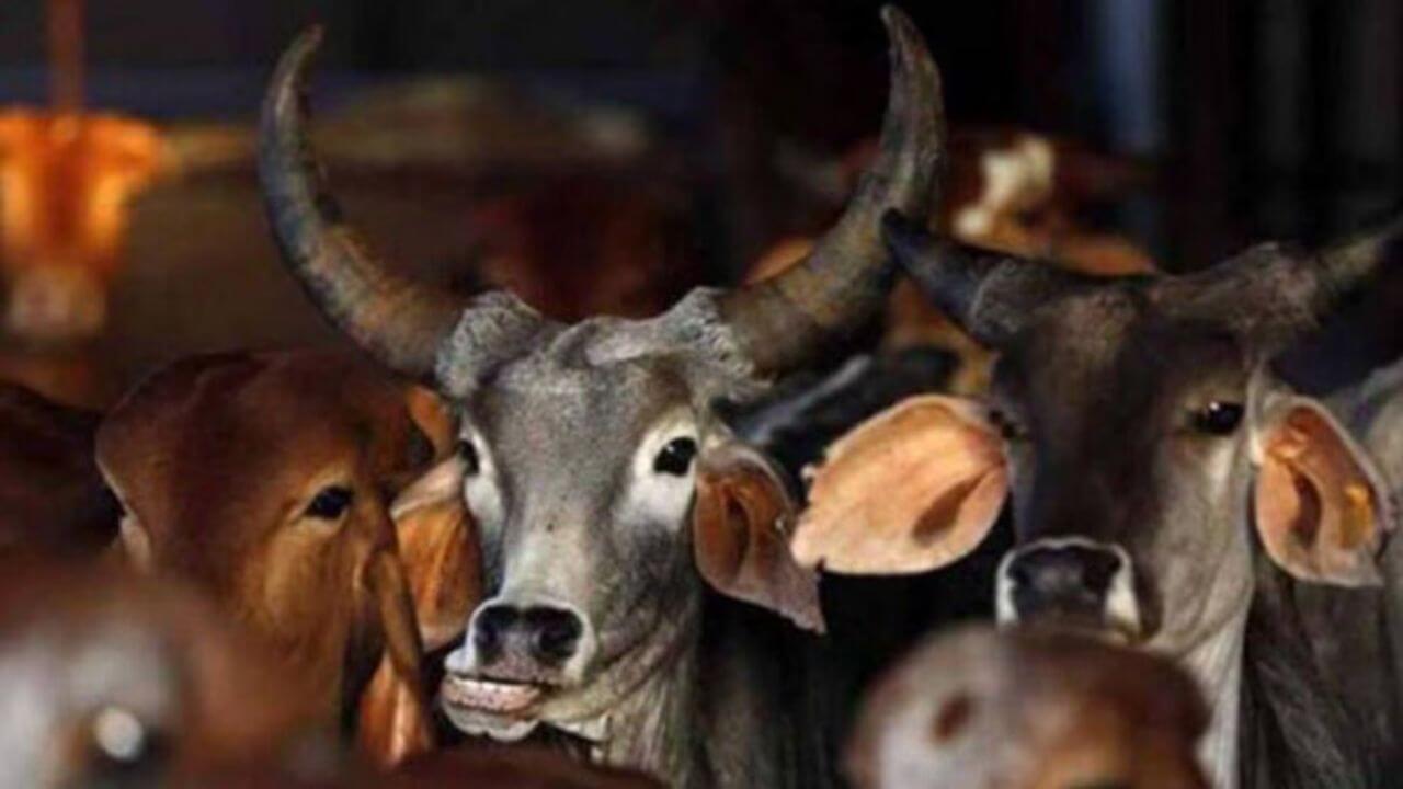 दमोह में गो तस्करी का मामला आया सामने, हिंदूवादी संगठनों ने 30 से 35 गायों को बचाया, तस्करों की तलाश जारी