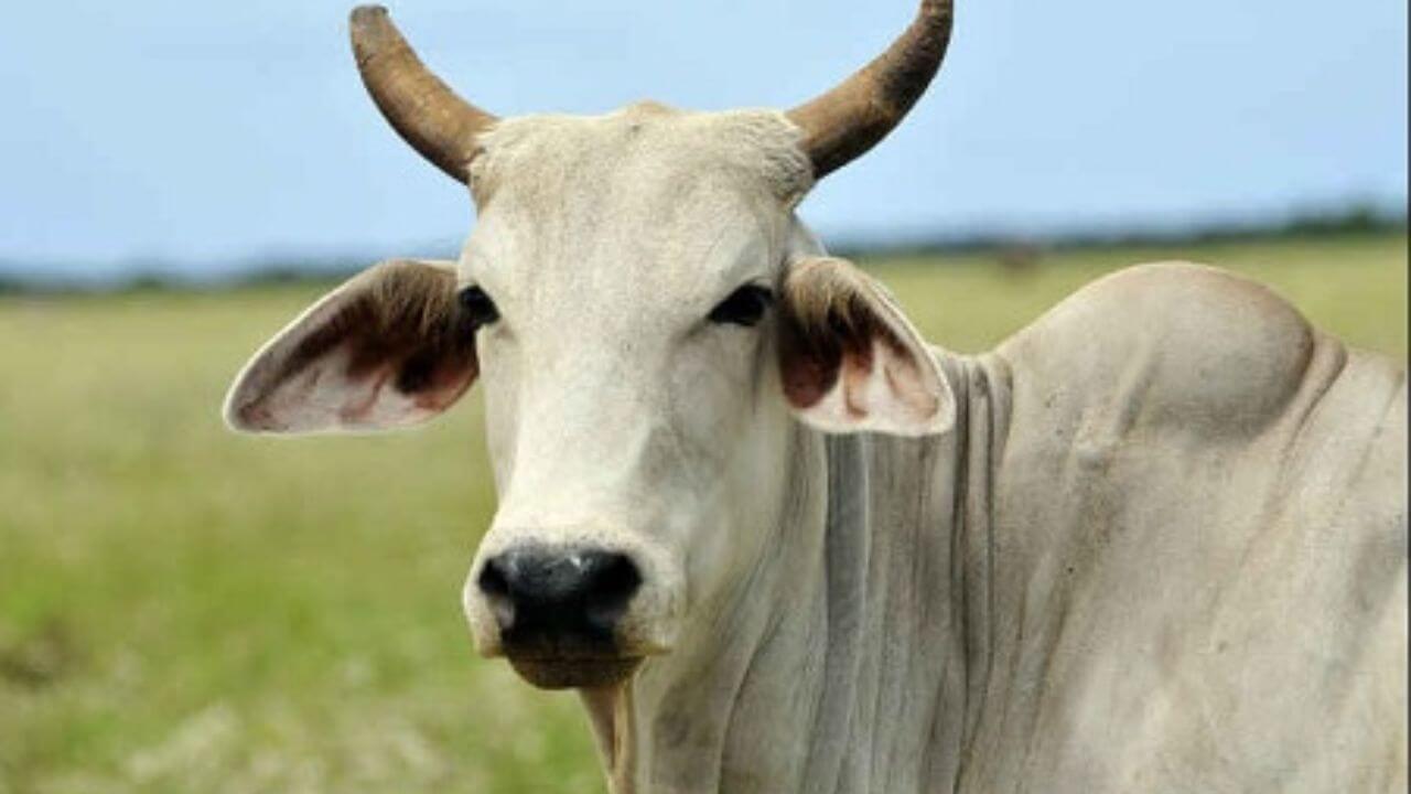 गाय को खिलाएं ये 4 चीजें, होगी धन की प्राप्ति, इन नियमों का रखें ध्यान