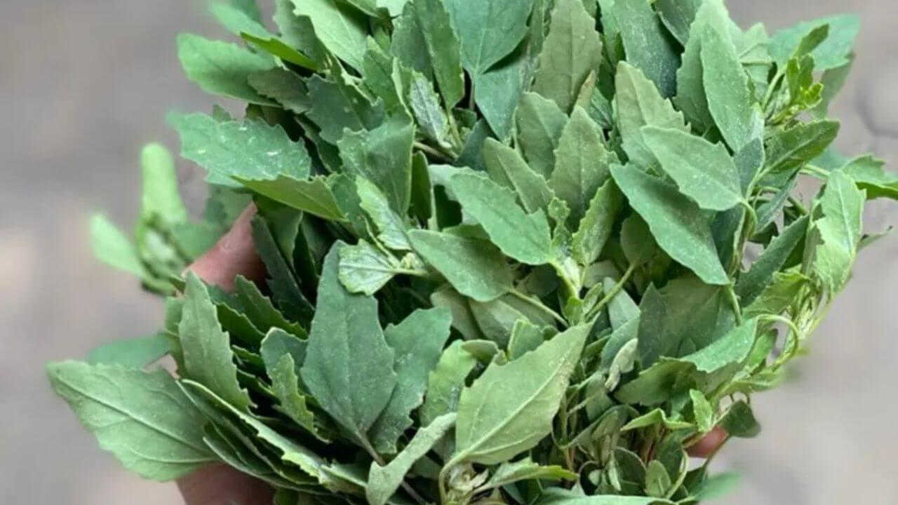 कड़क ठंड में भी बथुआ की पत्तियां रहेंगी हरी-भरी, बस मिला लें किचन की ये चीज