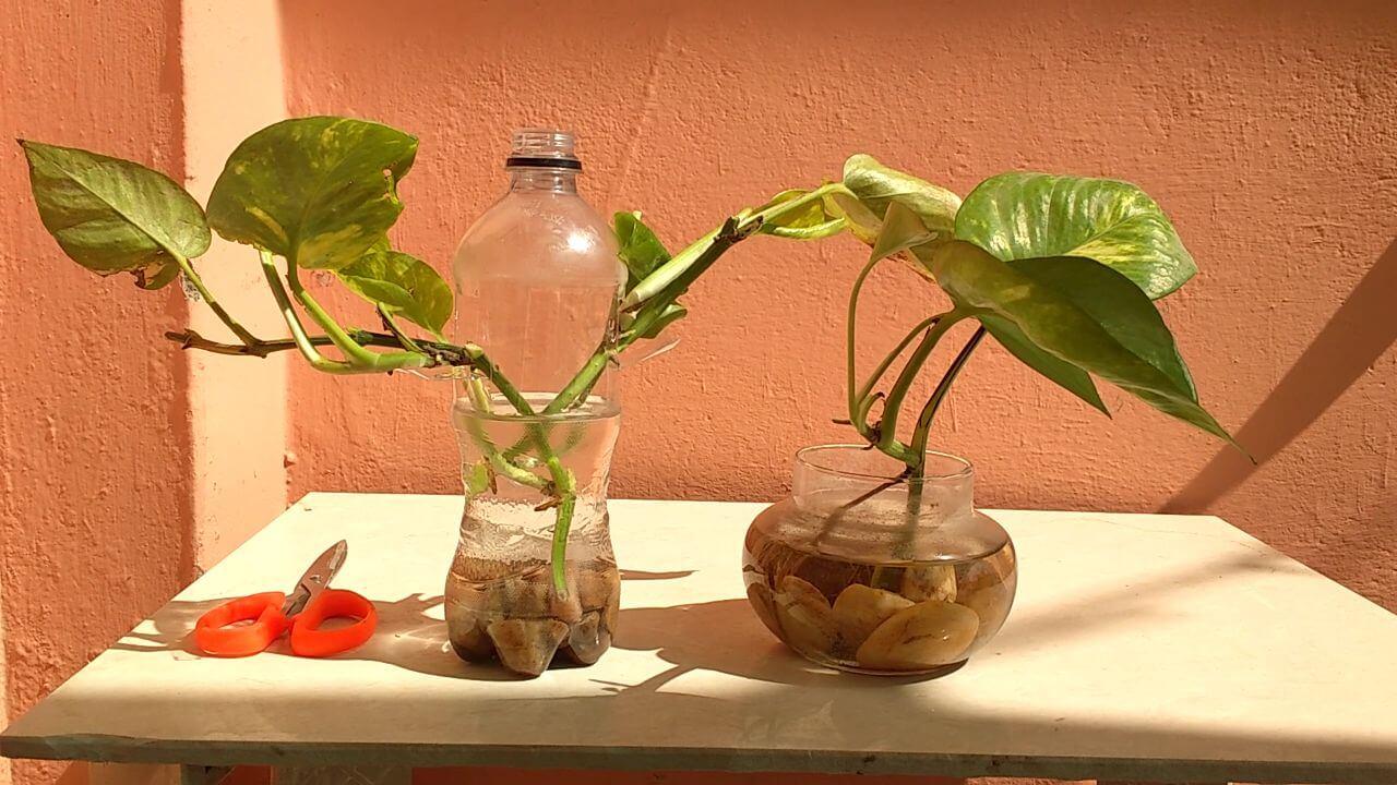 पानी में मनी प्लांट लगाने के जबरदस्त टिप्स, जल्दी दिखेगा असर