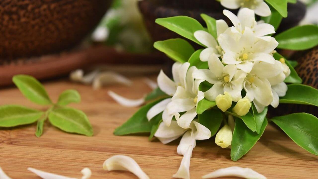 चमेली के फूल के उपायों से होंगे चमत्कारी लाभ, ग्रह दोष से मिलेगी मुक्ति