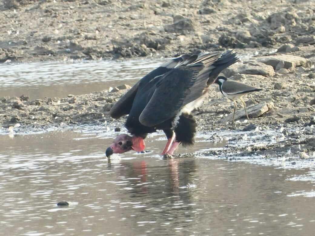 गिद्धों की गणना ने बढ़ाई चिंता, जबलपुर में कम मिले गिद्ध, पिछले साल थे 89, इस बार मिले सिर्फ 70