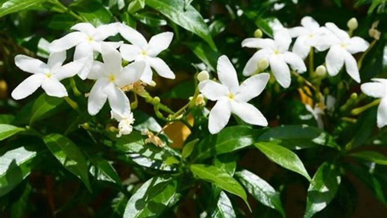 मोगरे के पौधे से भरपूर फूल चाहिए? बस ये 1 चीज़ डालें और देखें कमाल