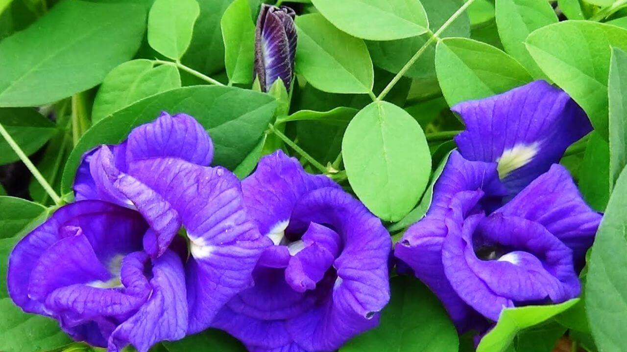 अपराजिता के बीज को ऐसे दबाएं, गमले में खिल उठेंगे दर्जनों फूल, पड़ोसी भी मांगेंगे सलाह