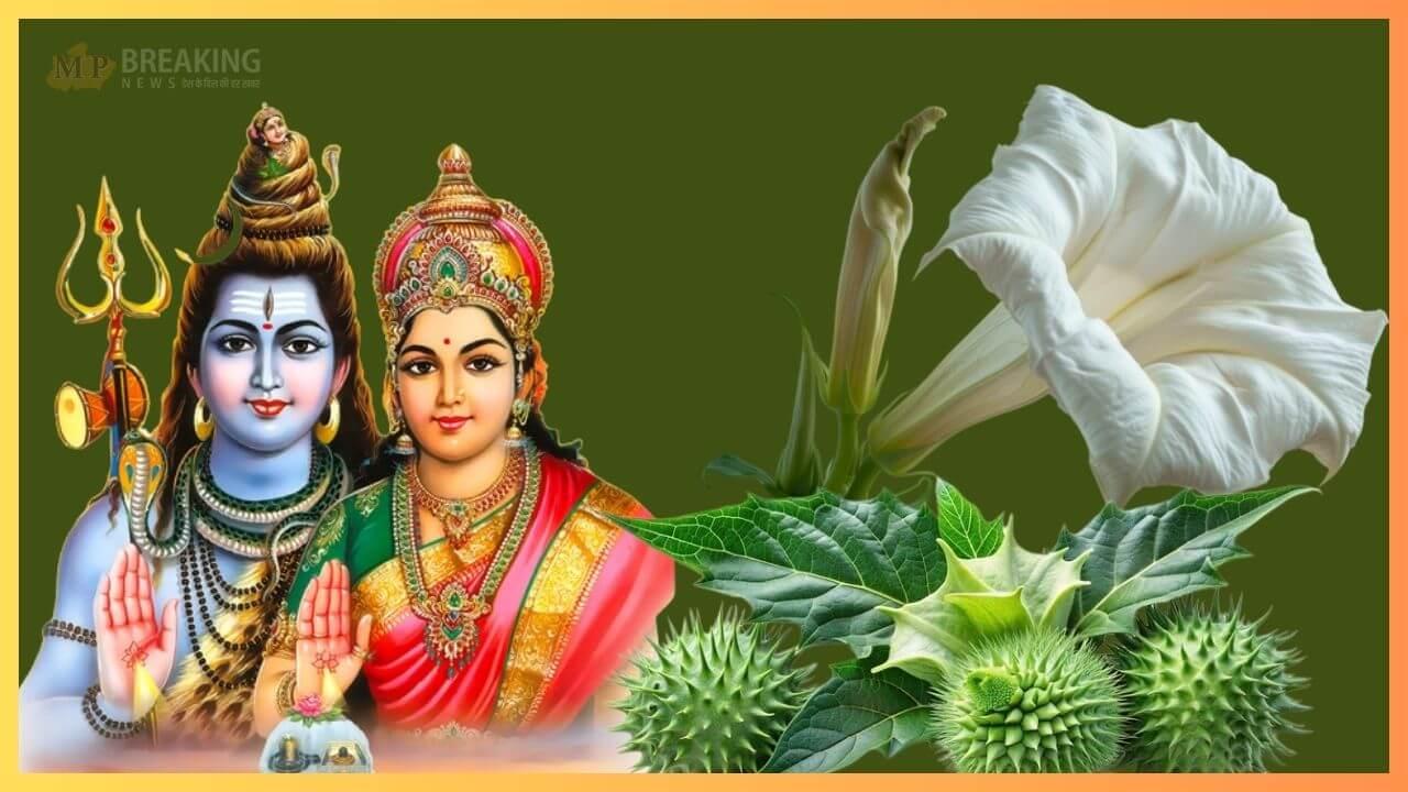 महाशिवरात्रि पर आजमाएं धतूरे के ये 4 टोटके, बरसेगा पैसा, सफलता चूमेगी कदम, दूर होंगे सारे कष्ट