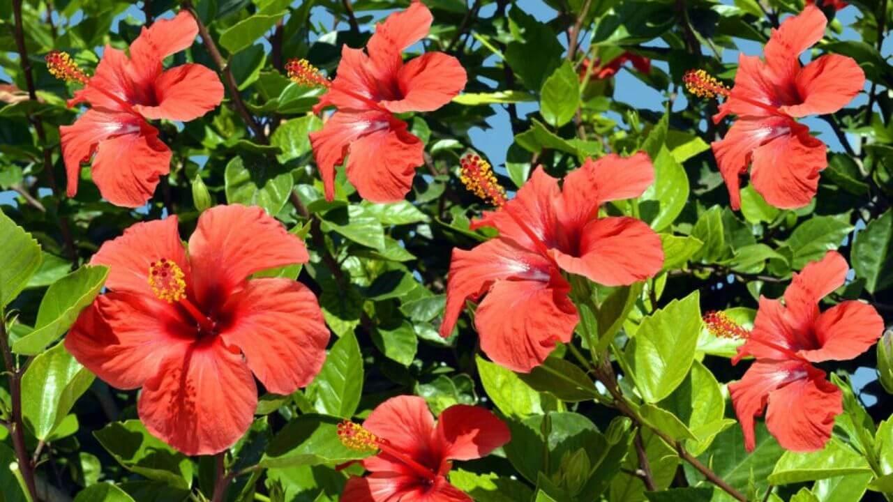 गुड़हल के पौधे में डालें इस 1 फल का छिलका, फूलों की बौछार देख चौंक जाएंगे पड़ोसी