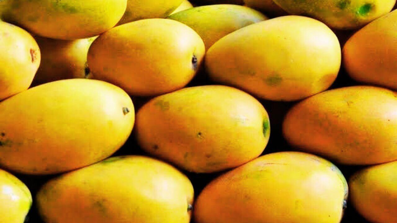 आम और काजू हैं आपस में रिश्तेदार, लाखों में बिकता है दुनिया का सबसे महंगा Mango, जानिए आम से जुड़ी खास बातें