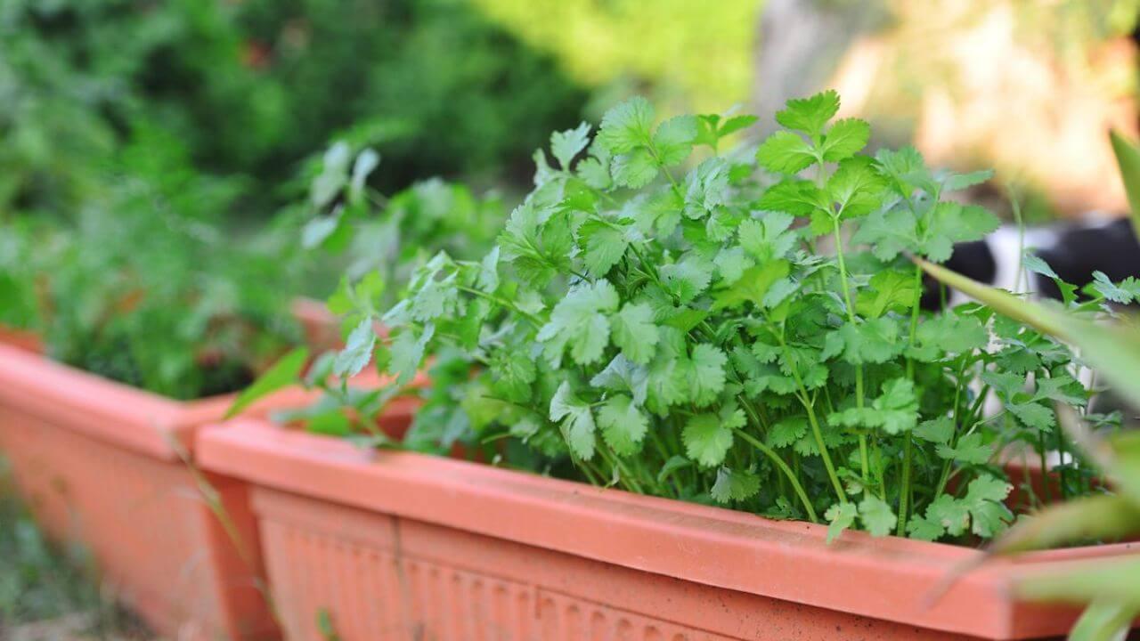 बिना किसी झंझट के गमले में ही उगाएं ताजा और खुशबूदार धनिया, जानें मार्च-अप्रैल में लगाने के 5 जबरदस्त तरीके