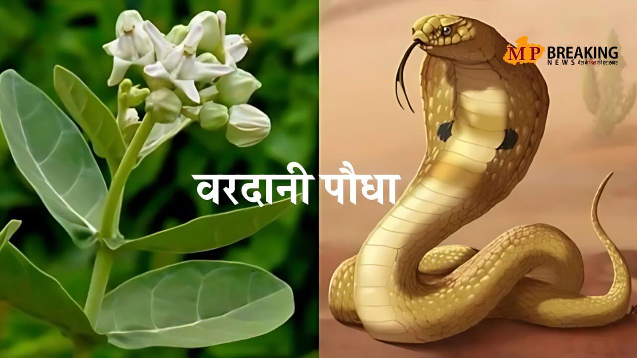 भगवान का वरदान है इंसानों के लिए यह पौधा, चमत्कारी औषधीय गुण, कई तरीके के फायदे