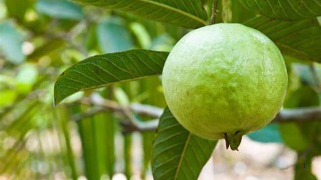 बस मिट्टी में दबाएं अमरूद का टुकड़ा, निकल आएंगे कई फल, जानें सही तरीका