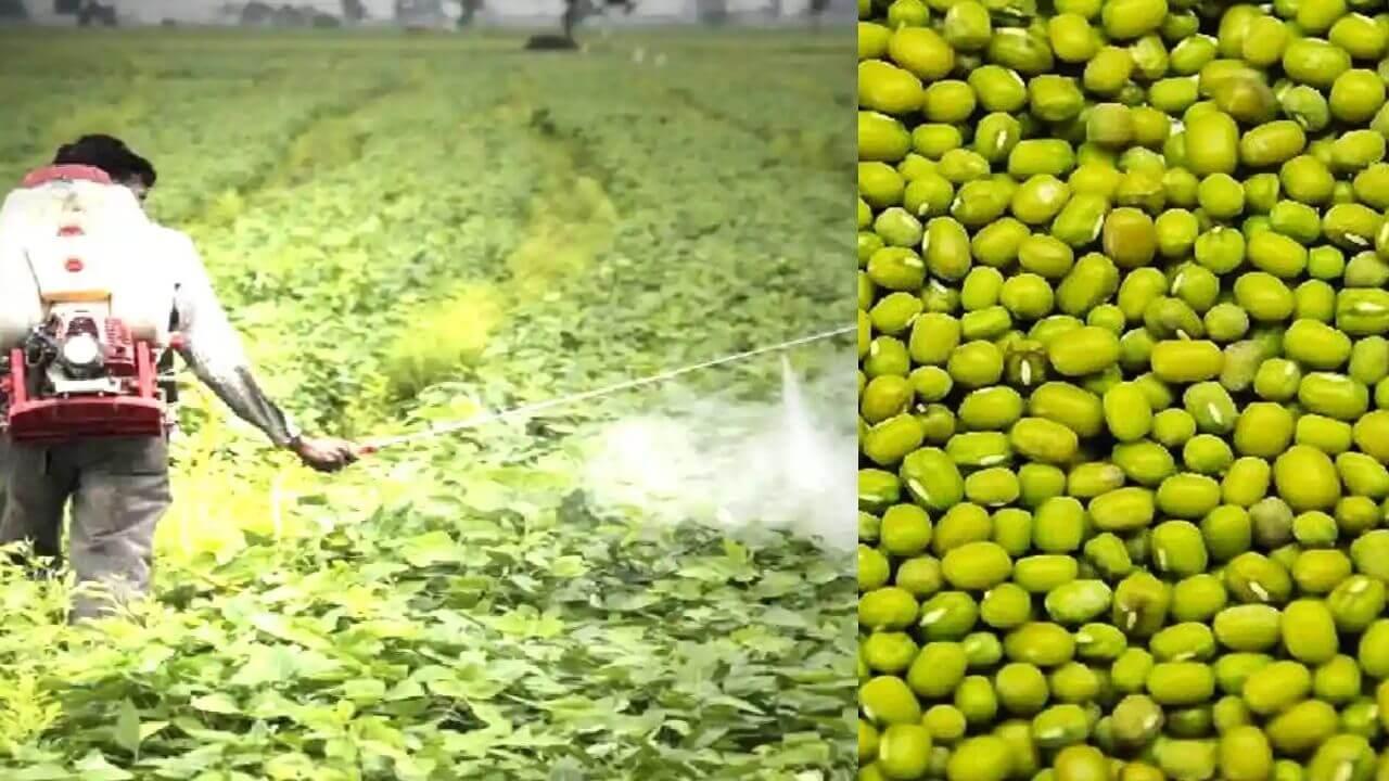 MP Kisan : ग्रीष्मकालीन मूंग फसल पैदावार ने बढ़ाई किसानों की आय, रासायनिक दवाओं के अत्यधिक उपयोग पर कृषि मंत्री ने दी ये सलाह