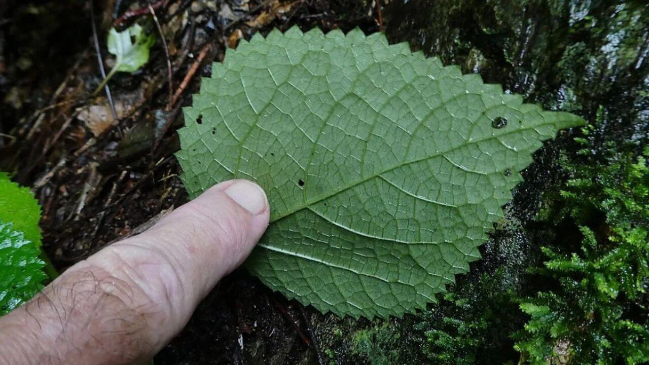 खतरनाक जहर से भरा है यह पौधा, इंसान को कर सकता है बेहाल