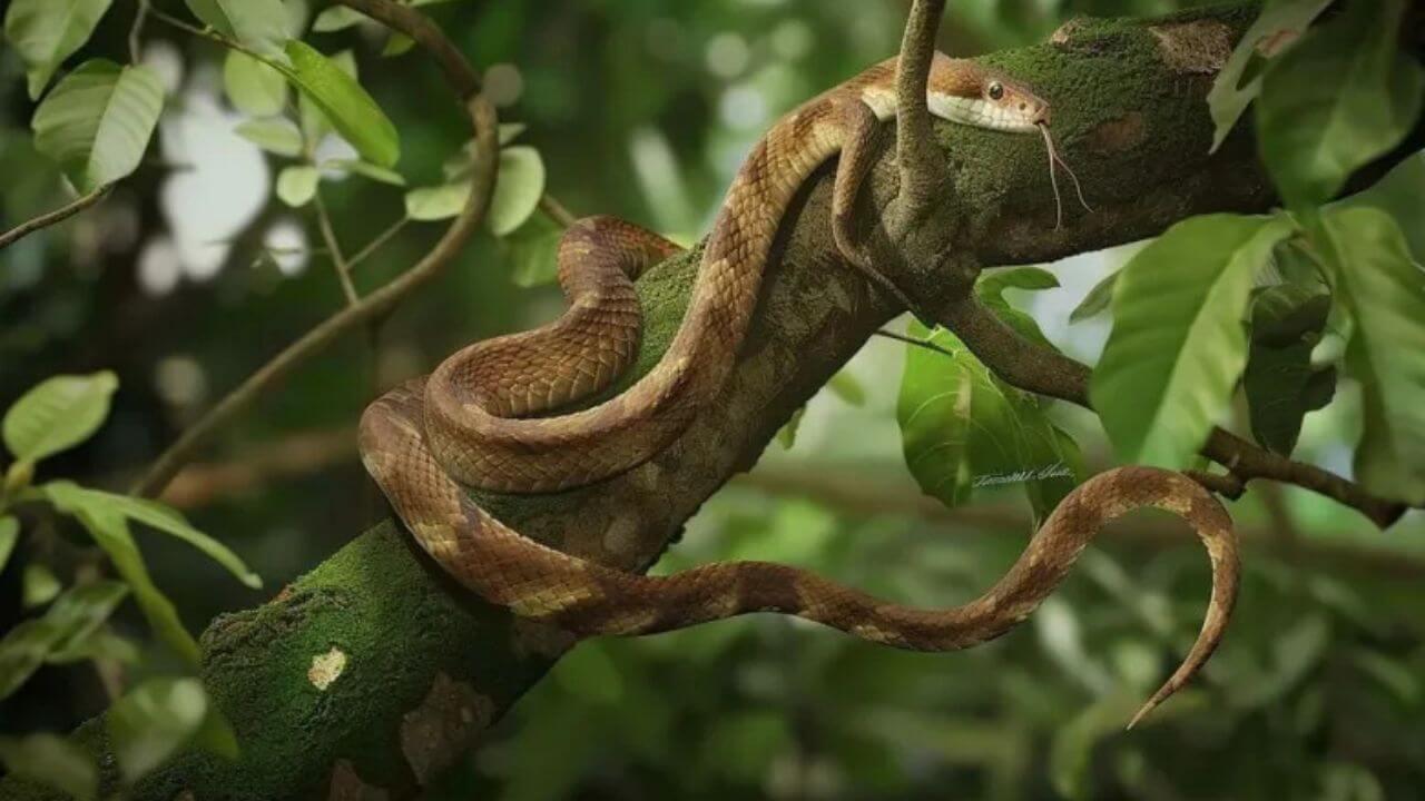 सांपों की पहली पसंद है चंदन का पेड़, जानिए कारण