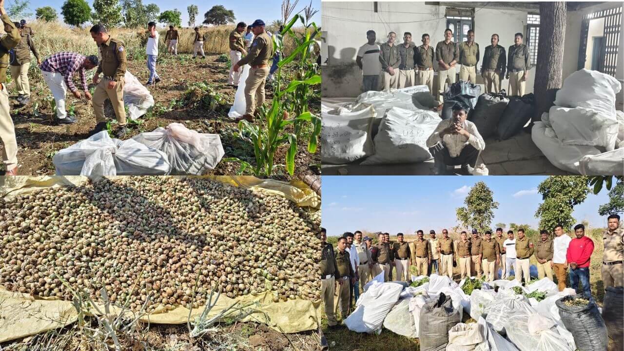 खेत में मादक पदार्थ की फसल, 424 किलो से ज्यादा अफीम के पौधे और गांजा जब्त, आरोपी गिरफ्तार में