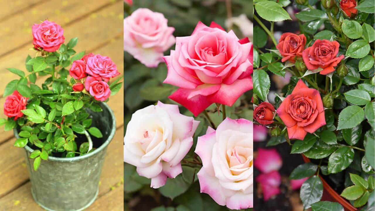 अगर चाहते हैं हर मौसम में खिले-खिले गुलाब, तो ऐसे करें पौधे की सही देखभाल