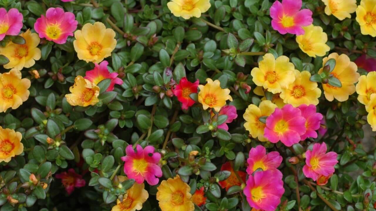 पोर्टुलाका में चाहिए हजारों रंग-बिरंगे फूल? तो गमले में डालें ये खास चीज और देखें चमत्कार