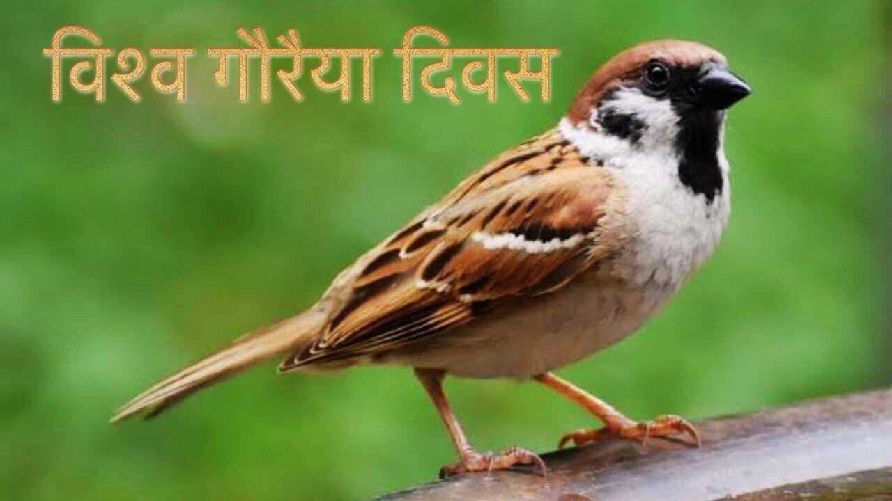 World Sparrow Day : हमारी नन्हीं चिड़िया जो खोती जा रही है, विश्व गौरैया दिवस पर लें इसे बचाने का संकल्प
