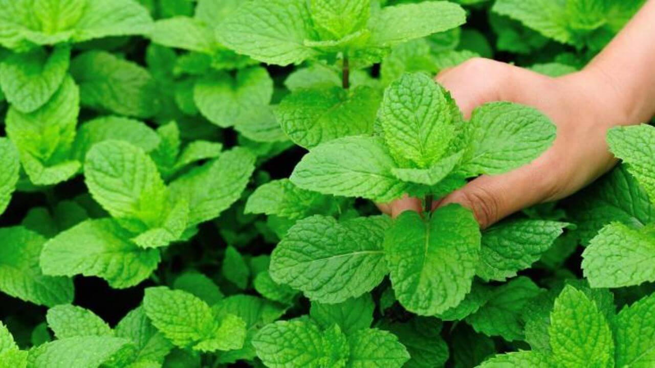 पुदीना के पौधे में लगेंगी हज़ारों पत्तियां, बस घर पर बनी इस खाद का करें इस्तेमाल