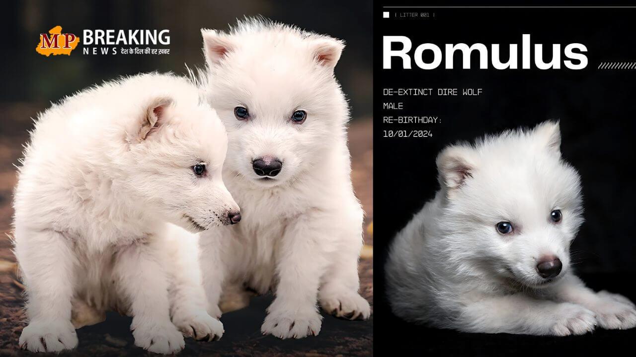 12,500 साल पहले गायब हुए dire wolf एक बार फिर जीवित, science का चमत्कार, 3 बच्चों ने लिया जन्म