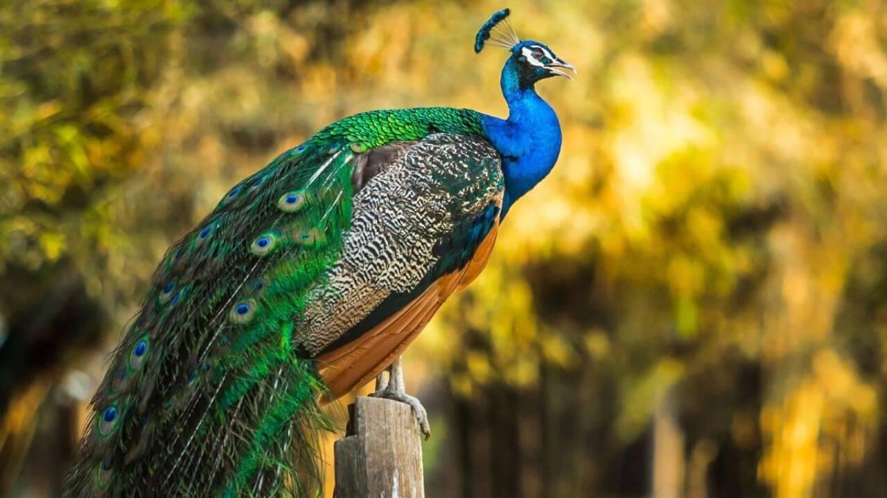 Shakun Shastra: शुभ समाचार लाया है उड़ता हुआ मोर? जानें क्या कहता है शकुन शास्त्र