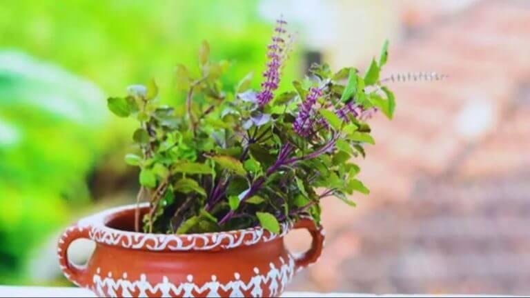 Vaishakh Month 2026: वैशाख में तुलसी पूजा करते समय इन बातों का रखें ध्यान, गलती से भी ना करें ये काम