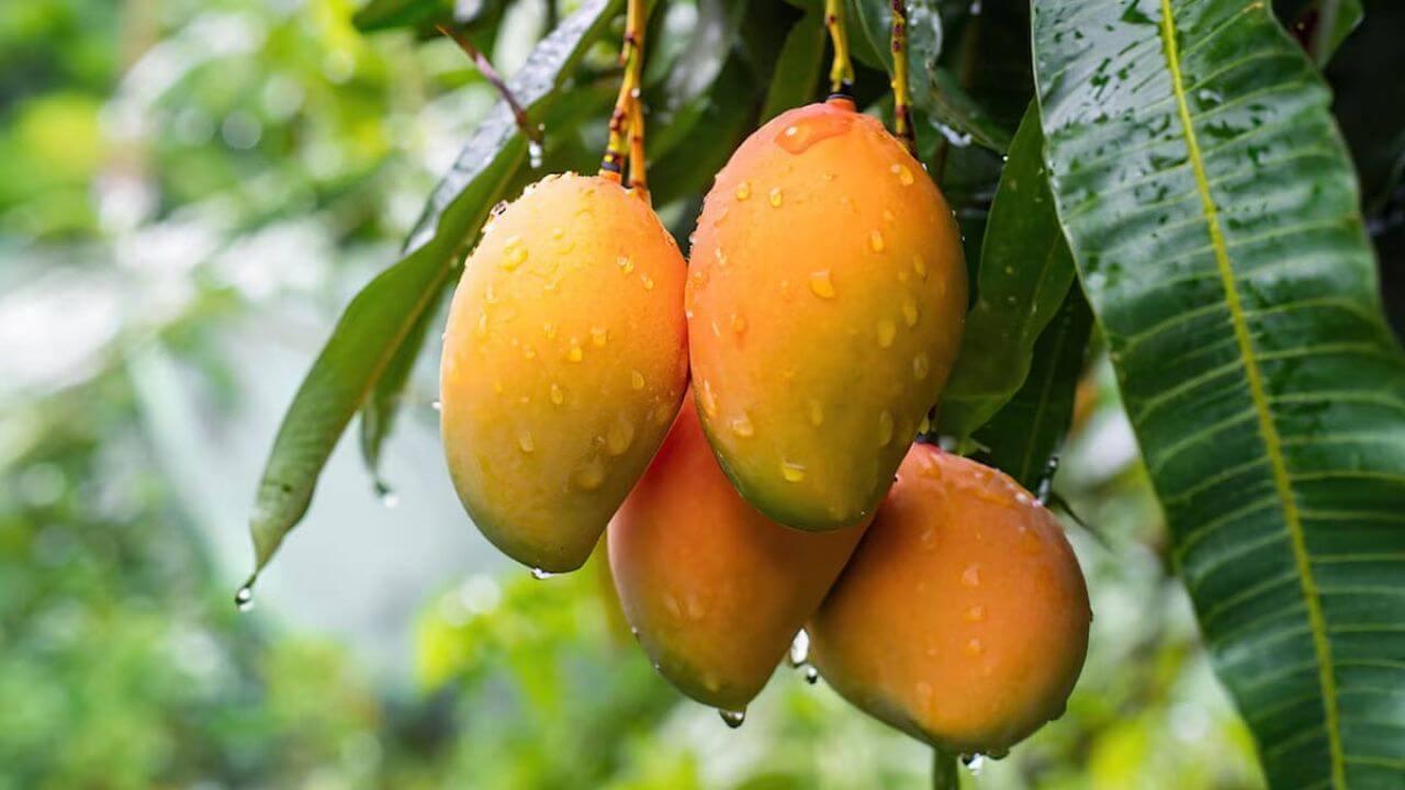 भारत का सबसे महंगा आम, जिसकी कीमत 1 हजार रुपये किलो के पार, खरीदना हर किसी के बस की नहीं है बात!