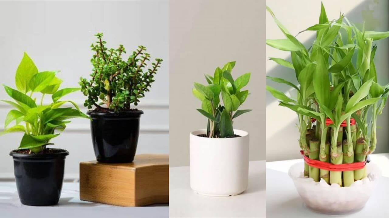 चुंबक की तरह पैसे खींचने वाले 3 पौधे, घर में लगाते ही चमकने लगेगा भाग्य