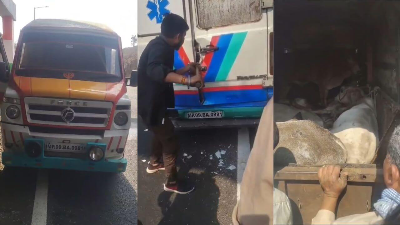 एम्बुलेंस से गौ तस्करी, दो की मौत, दो की हालत गंभीर, धार का मामला, ग्रामीणों ने पुलिस से की शिकायत