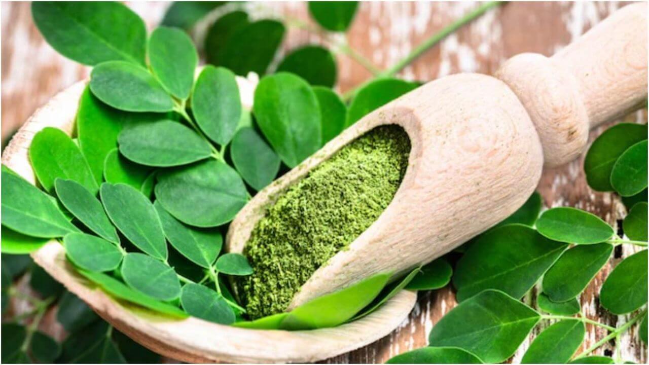 सहजन की पत्तियों को डेली डाइट में करें शामिल, मिलेंगे सेहत को कई सारे फायदे