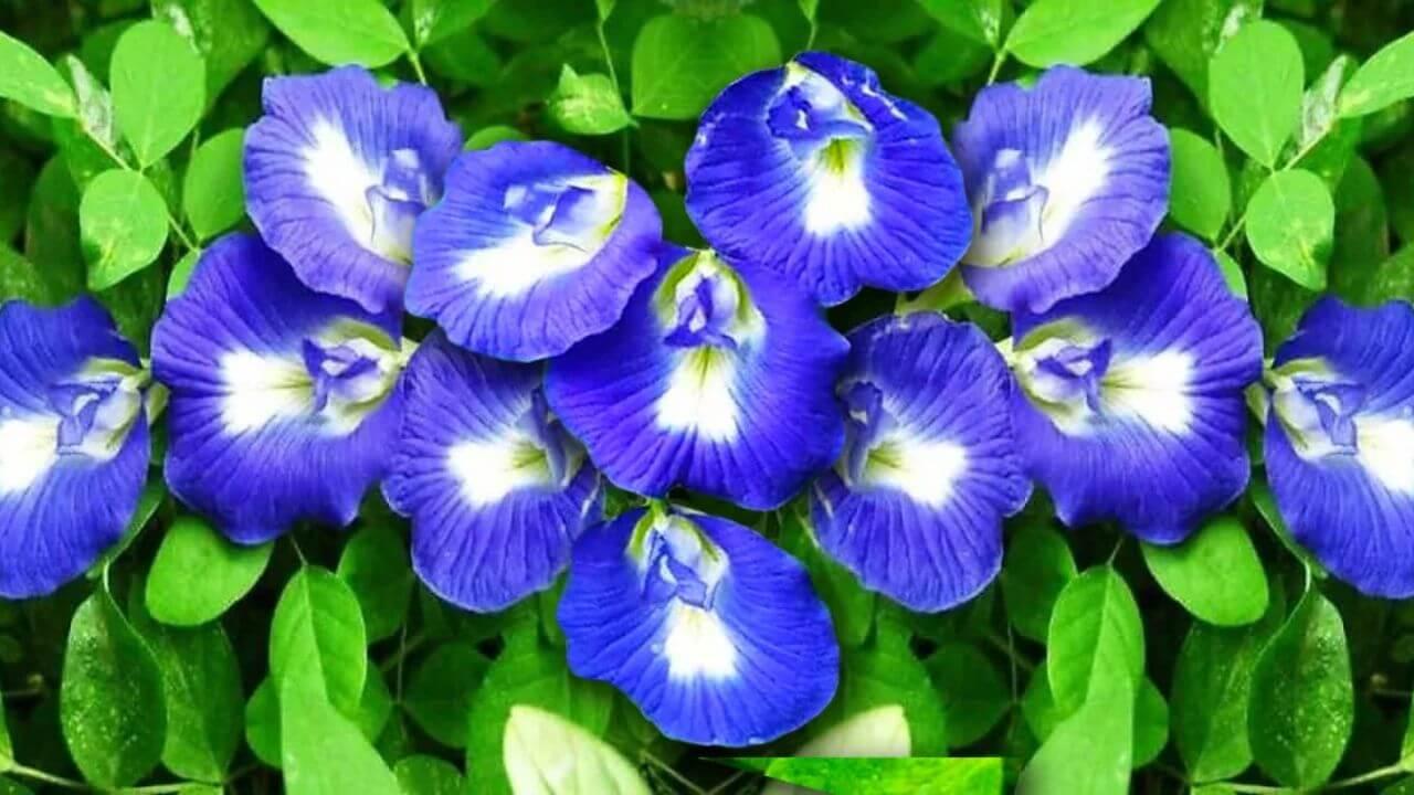 अपराजिता की बेल सूनी-सूनी लग रही है? बस गमले में डालिए आलू-सरसों वाला ये देसी घोल, फूलों से लद जाएगी बेल