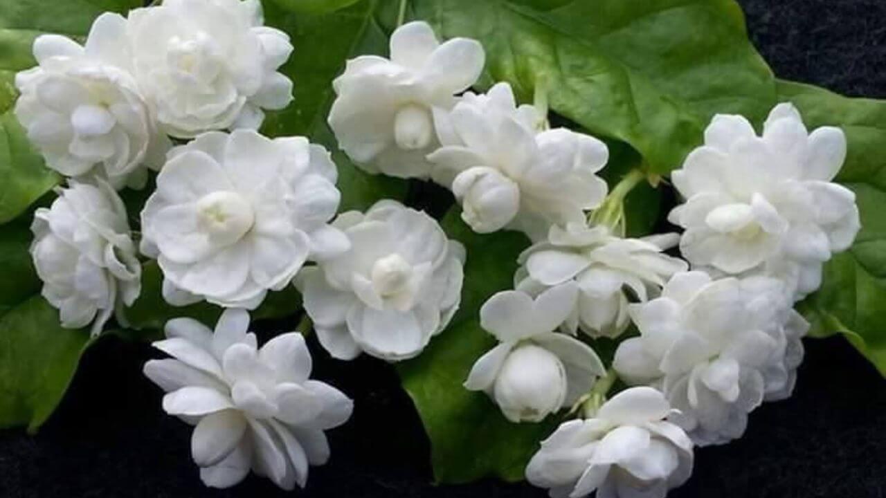 मोगरा में फूल ही फूल! बस जड़ में डाल दें फिटकरी और नींबू का छिलका, नतीजा देख रह जाएंगे हैरान