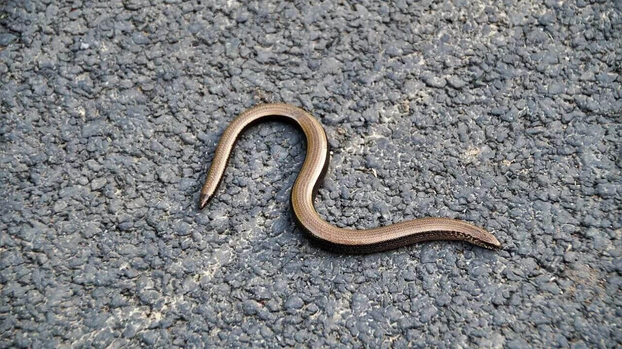 दुनिया का सबसे छोटा सांप, पेंसिल से भी होता है पतला, समझ बैठेंगे धागा!