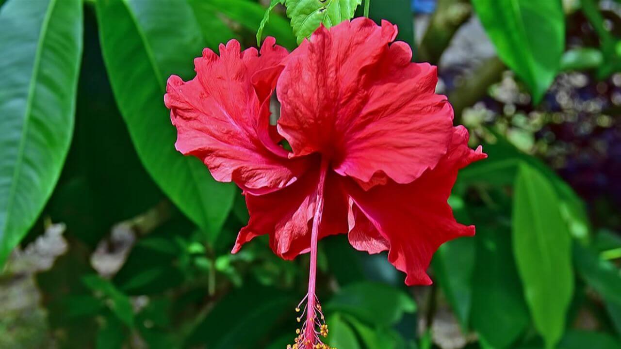 सोमवार को करें ये 1 गुड़हल के फूल से ये काम , मां लक्ष्मी खोल सकती हैं धन के द्वार