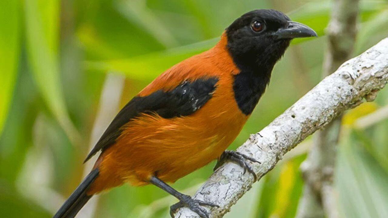 दुनिया की इकलौती चिड़िया, जिसके छूते ही इंसान की हो सकती है मौत! है चलता-फिरता जहर