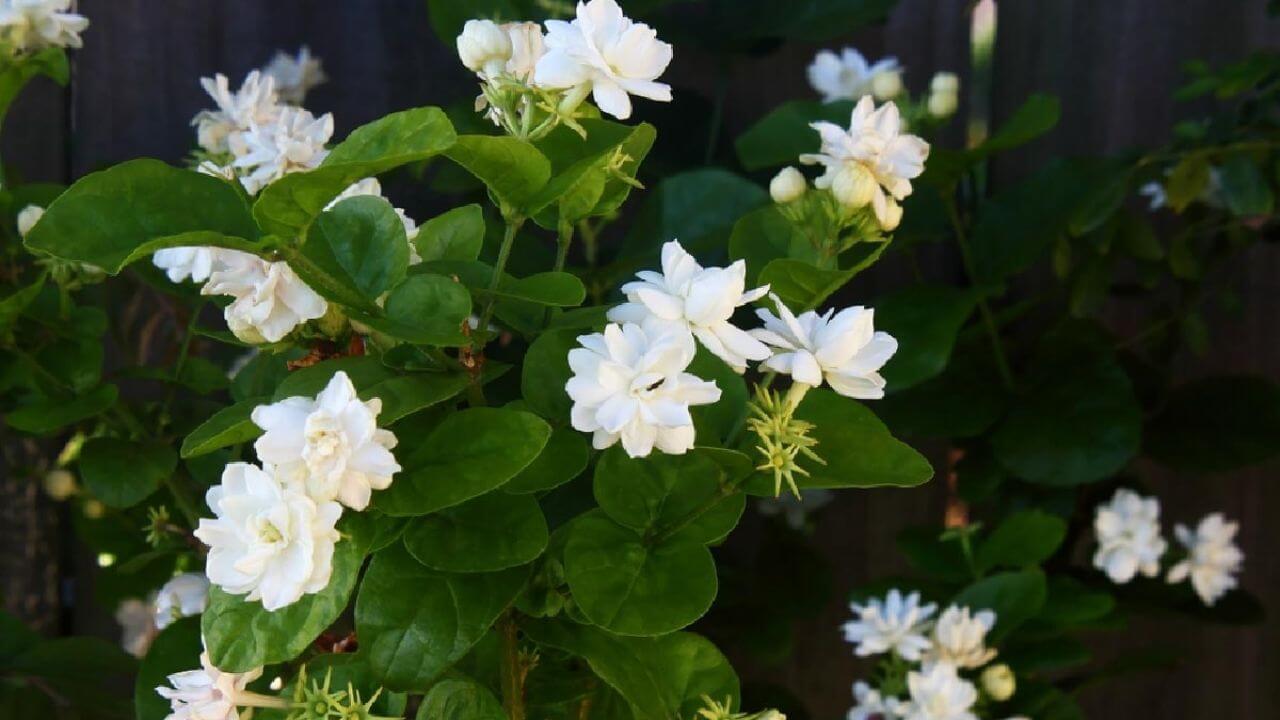 मोगरे के पौधे में हर डाल पर खिलेंगे फूल, बस 10 रुपये में डालें ये 3 देसी चीजें