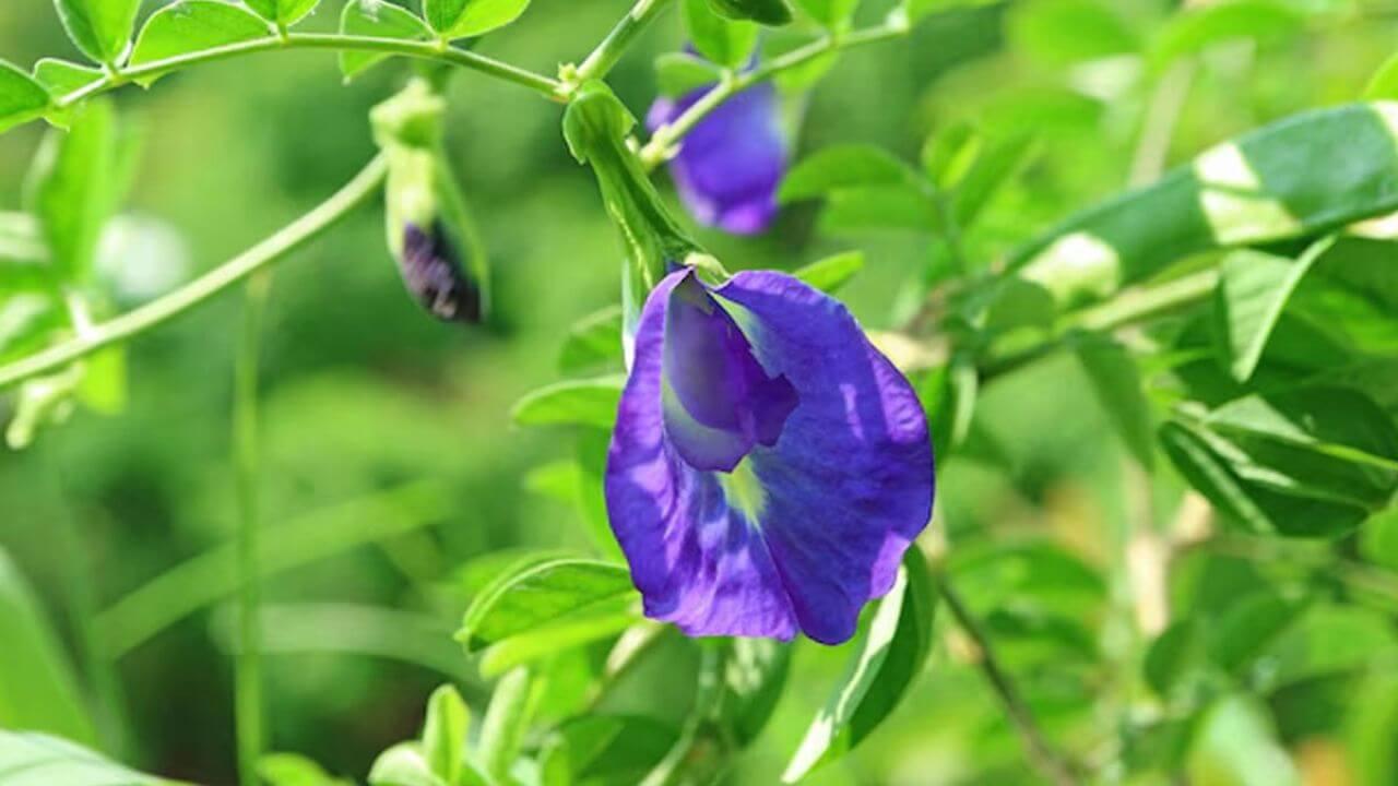 फिटकरी से खिलेंगे अपराजिता के नीले फूल! बस जान लें इस्तेमाल करने का ये तरीका