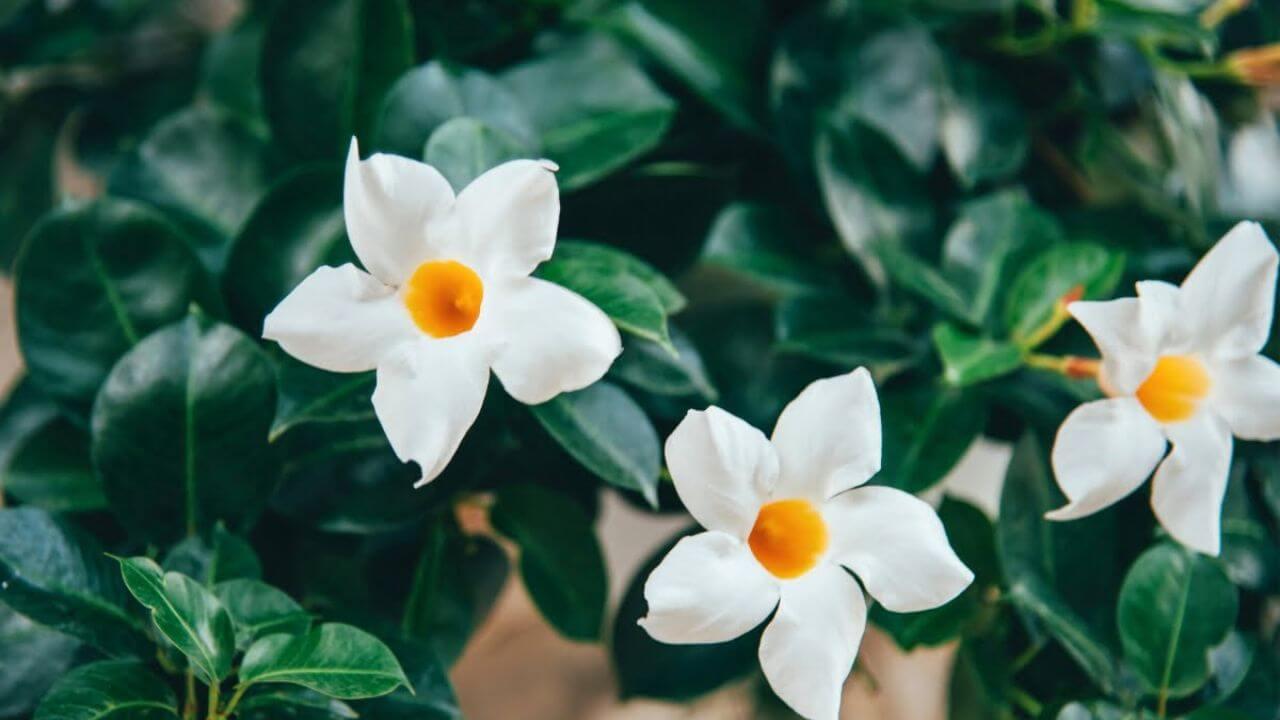 मई के महीने में लगाए ‘रात की रानी’, बारिश आने तक फूलों से भर जाएगा हर कोना