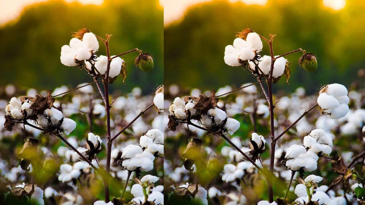 घर के सामने कपास का पेड़! बरकत का रास्ता या बर्बादी का दरवाज़ा? जानिए सच्चाई