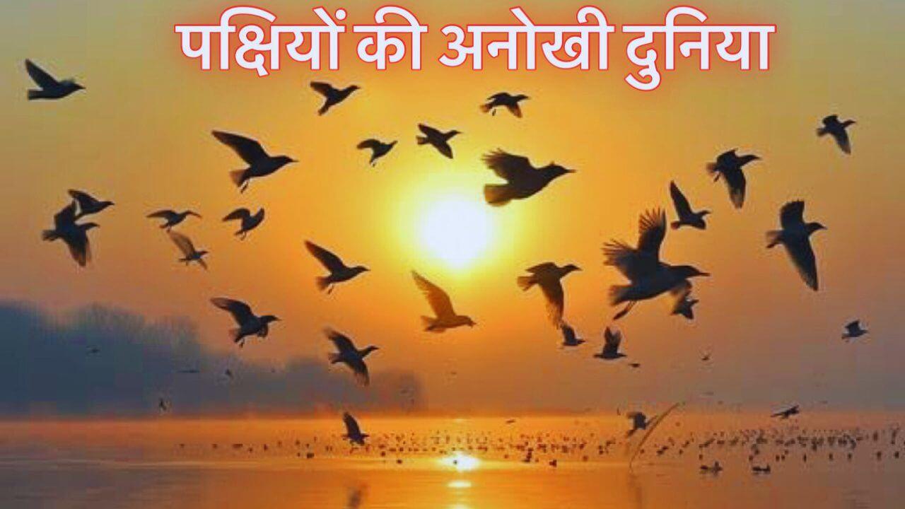 लंबी यात्रा से पहले बढ़ाते हैं वजन, प्यार के लिए हजारों किलोमीटर लंबा सफर, जानिए पक्षियों की रंग-बिरंगी दुनिया की अनोखी बातें