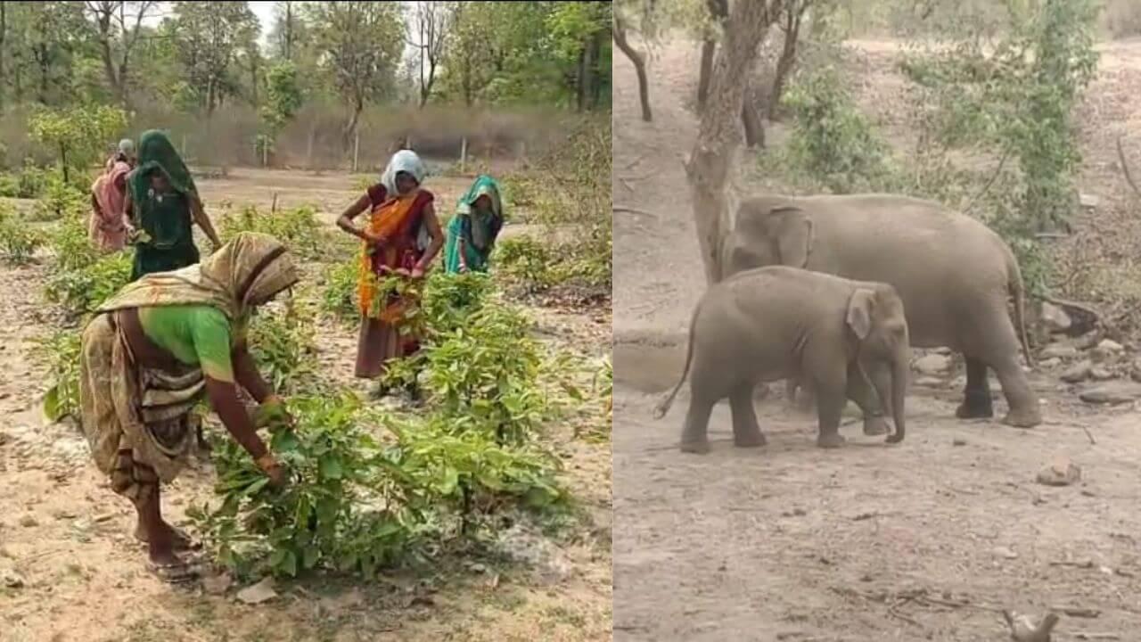 हाथियों के आतंक के चलते अलर्ट पर वन अमला, ग्रामीणों को सलाह, अकेले तेंदू पत्ता बीनने ना जाएँ