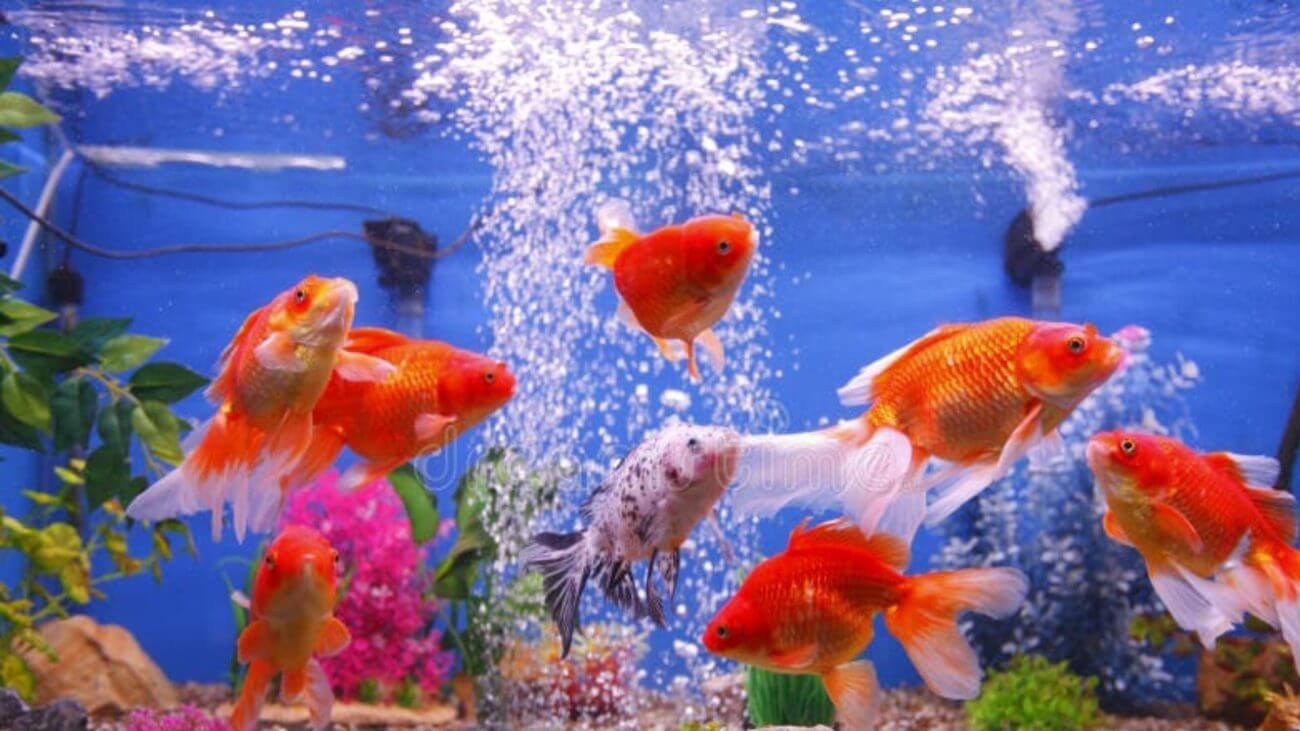 घर में इस तरह रखें फिश एक्वेरियम और देखिए कैसे खुलते हैं तरक्की के रास्ते