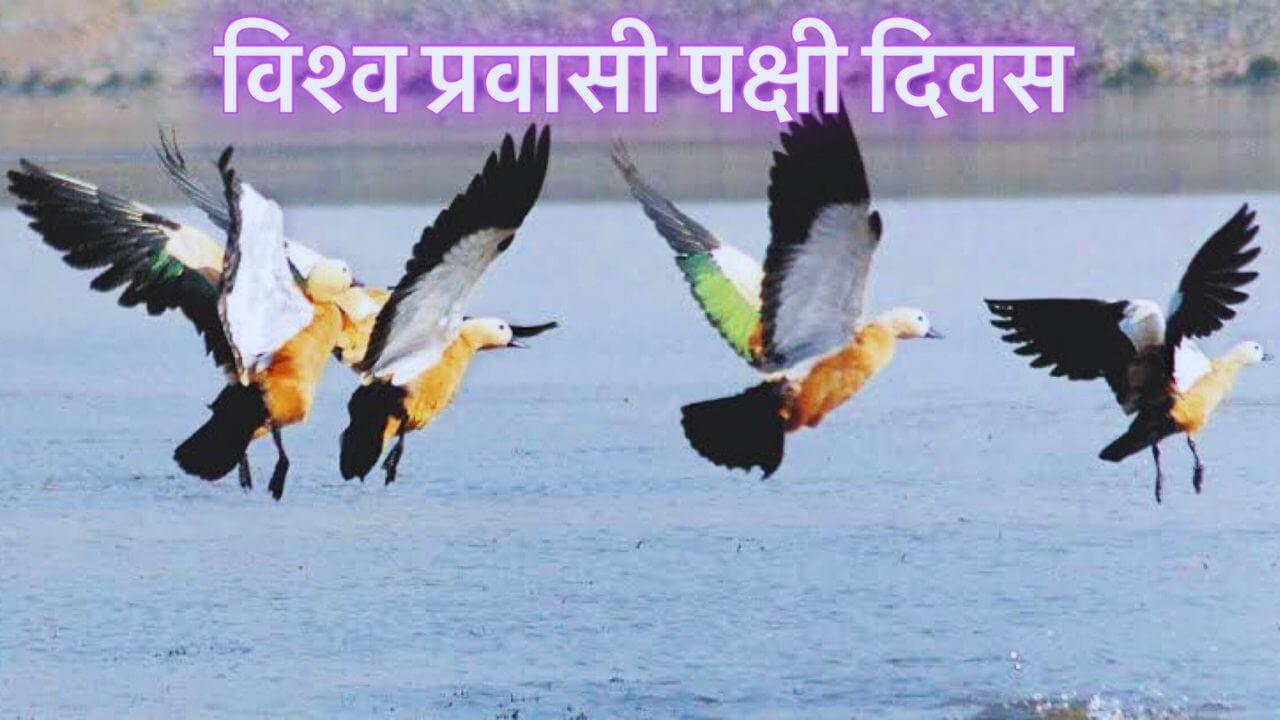 World Migratory Bird Day: आसमान के रंगीन मेहमान, क्यों जरूरी है इन पंछियों की सुरक्षा, विश्व प्रवासी पक्षी दिवस पर जानिए इसका उद्देश्य और महत्व